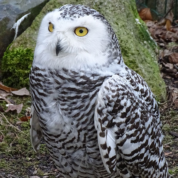 Snowy Owl