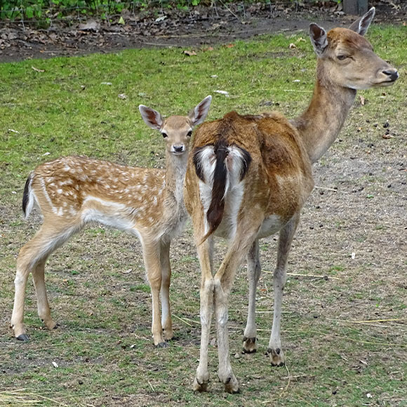 Jelenie odłogowe